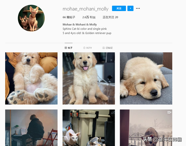 韩国热播剧男主演陷入弃养争议，带宠物上电视只为树立爱动物人设