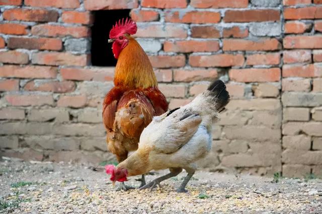 过年的那些记忆