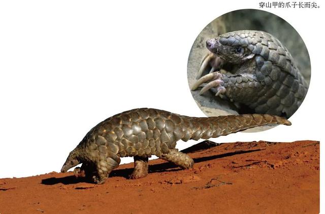 挖掘技术哪家强? 动物高手齐亮相