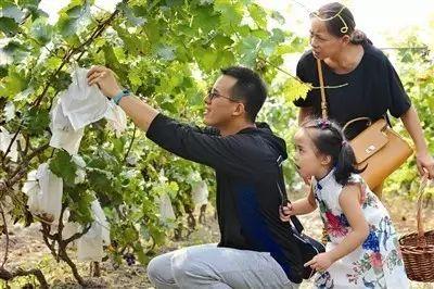 直博会、茶淀葡萄节、草莓音乐节、茶博会……最近天津有的玩了！