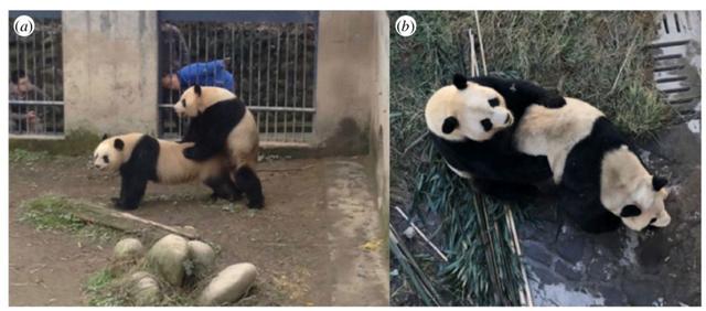 从“啪啪啪”这件事上看,做个大熊猫,真是不容易