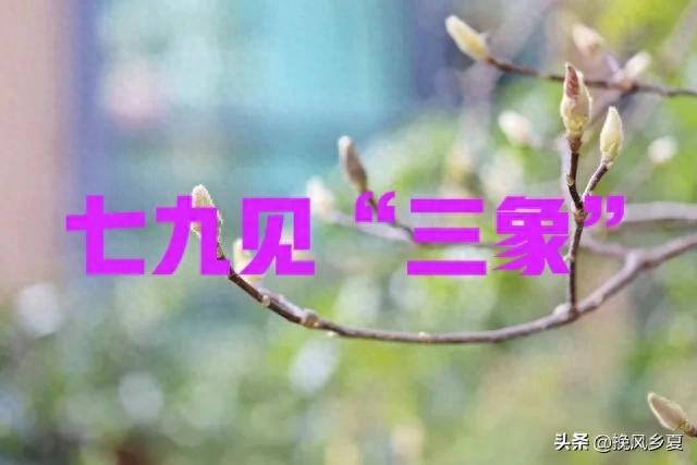 “七九见三象，农民一年闲”，今日七九第一天，“三象”指啥？