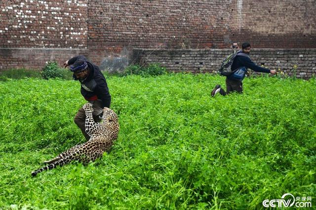 野豹潜入印度村庄 袭击村民