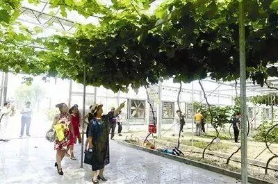 直博会、茶淀葡萄节、草莓音乐节、茶博会……最近天津有的玩了！