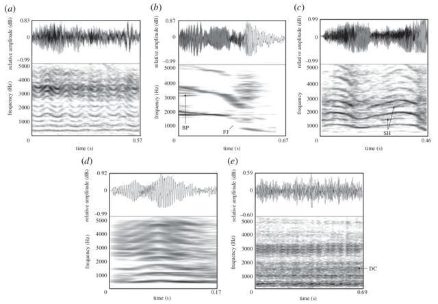 从“啪啪啪”这件事上看,做个大熊猫,真是不容易