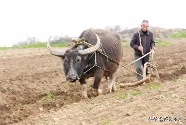 “七九见三象，农民一年闲”，今日七九第一天，“三象”指啥？