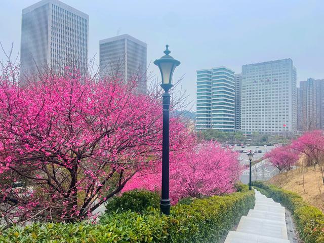 夷陵：“梅”景上线