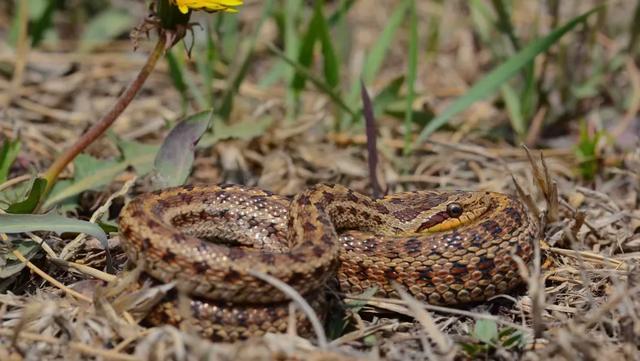 19岁少女和蛇的奇妙情缘：一场超越寻常的情感奇遇