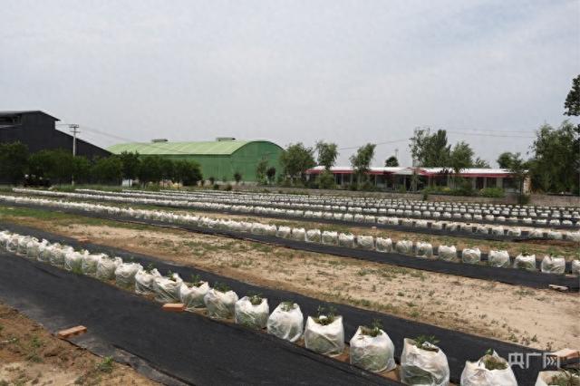 甘肃正宁：小蚯蚓“蚓”出绿色循环农业新路子