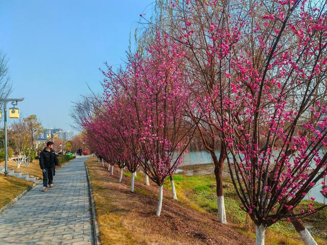 夷陵：“梅”景上线