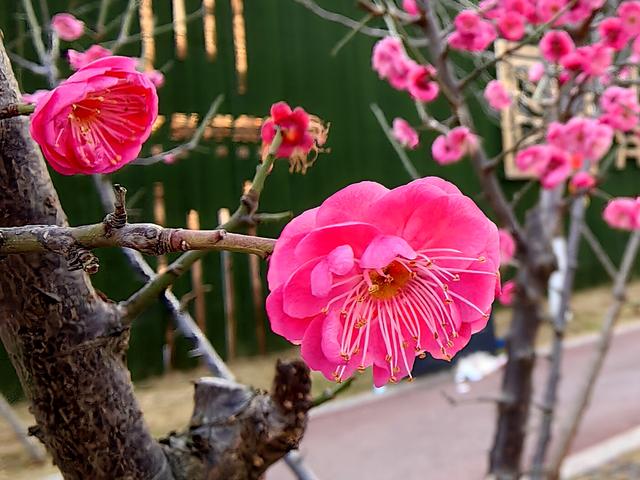 夷陵：“梅”景上线