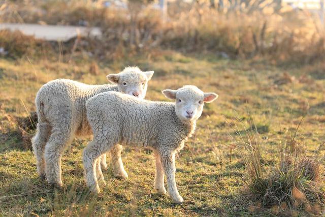 生肖羊:下个月,你将迎来生命中一场重要的告别!