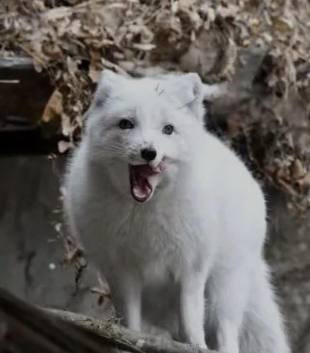 北京近日频频出现狐狸 竟是这个原因？专家：这种行为或触犯法律