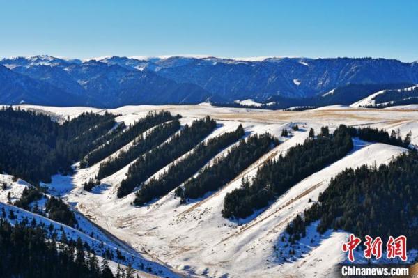 祁连山下冬雪皑皑牛羊漫步景如画