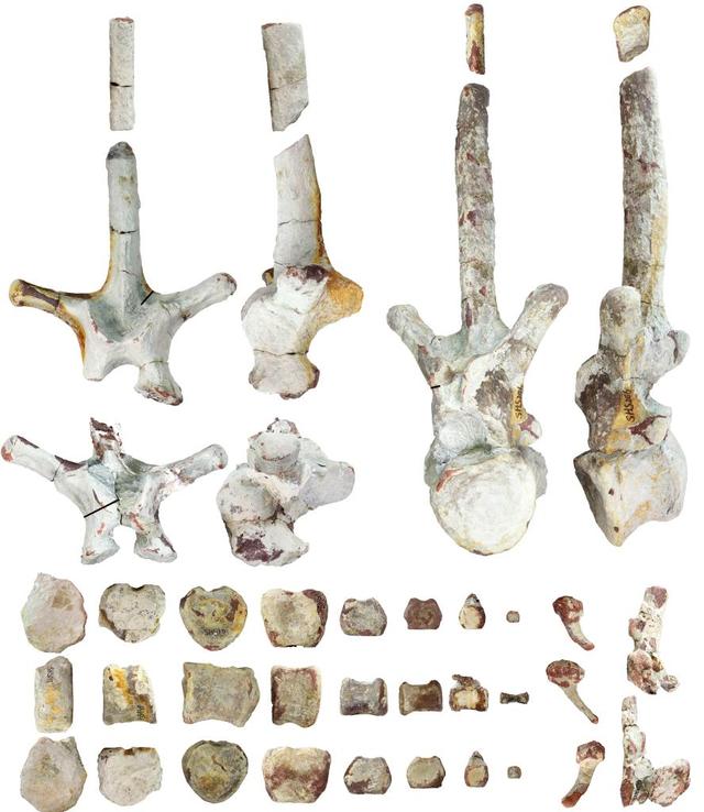 远古发现｜华南地区首次发现距今约7000万年赖氏龙类恐龙化石
