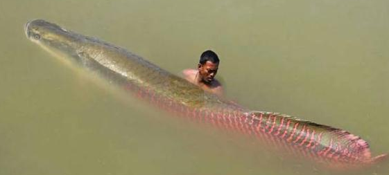 这可能是世界上最大胆的淡水鱼了,不仅不怕人类还爱围观人类