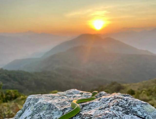 19岁少女和蛇的奇妙情缘：一场超越寻常的情感奇遇
