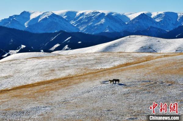 祁连山下冬雪皑皑牛羊漫步景如画