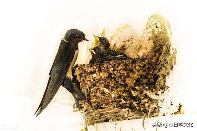 “家中现四喜，子孙出能人”，家中有这四大景象，子孙未来可期