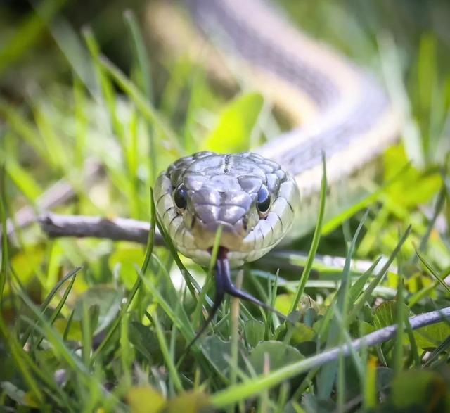 19岁少女和蛇的奇妙情缘：一场超越寻常的情感奇遇