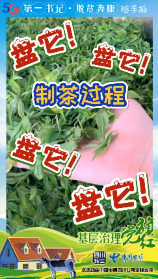 第一书记随手拍㊱乐山苦竹林村：“茶叶书记”告诉你苦竹林不苦
