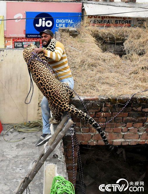 野豹潜入印度村庄 袭击村民