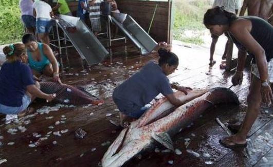 这可能是世界上最大胆的淡水鱼了,不仅不怕人类还爱围观人类