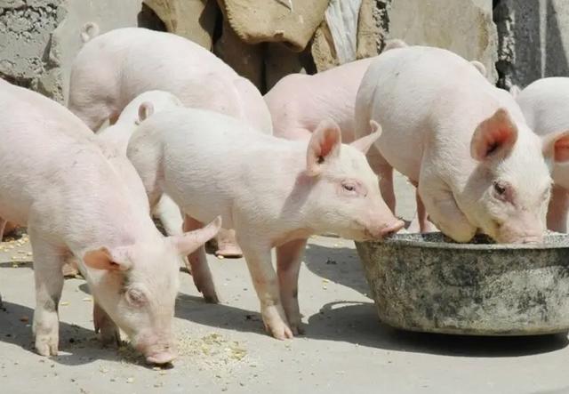 法国人：法国很贵的松露中国人都不吃，而是直接拿来喂猪吃了