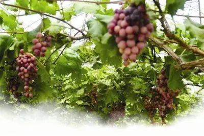直博会、茶淀葡萄节、草莓音乐节、茶博会……最近天津有的玩了！