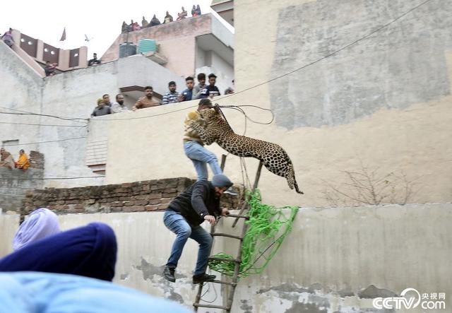 野豹潜入印度村庄 袭击村民