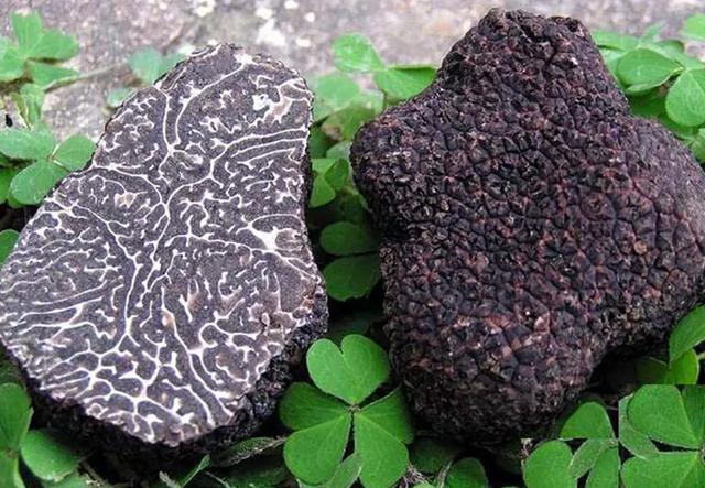 法国人：法国很贵的松露中国人都不吃，而是直接拿来喂猪吃了