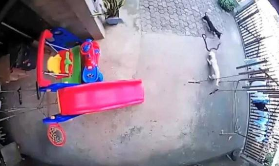 两只小狗为保护1岁小主人勇斗眼镜蛇，一只牺牲一只双眼失明