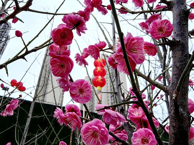 夷陵：“梅”景上线