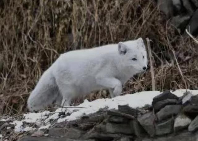 北京近日频频出现狐狸 竟是这个原因？专家：这种行为或触犯法律