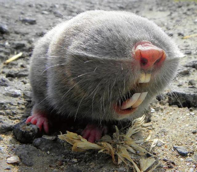 挖掘技术哪家强? 动物高手齐亮相