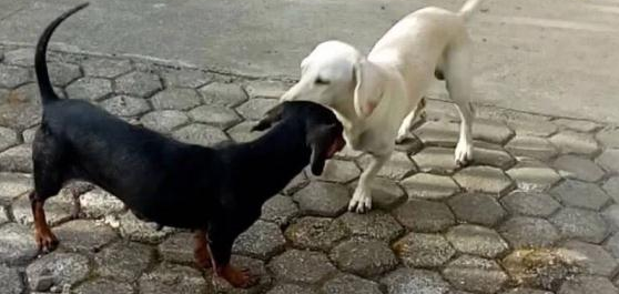 两只小狗为保护1岁小主人勇斗眼镜蛇，一只牺牲一只双眼失明