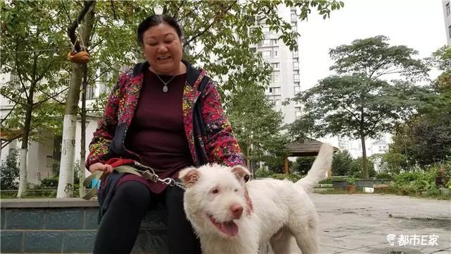 多么希望狗会说话！邻居称贵阳“神奇忠犬”不是“丑丑”，是他家的“阿顺”……