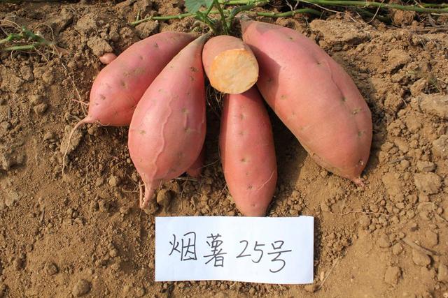 “烟薯25”风靡全国背后，如何拉长产业链条？