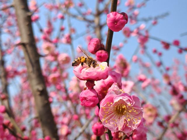 夷陵：“梅”景上线