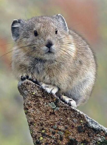 挖掘技术哪家强? 动物高手齐亮相