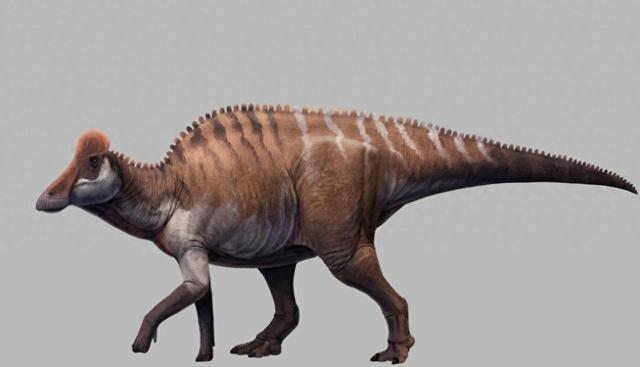 远古发现｜华南地区首次发现距今约7000万年赖氏龙类恐龙化石