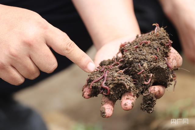 甘肃正宁：小蚯蚓“蚓”出绿色循环农业新路子