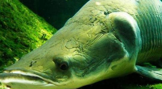 这可能是世界上最大胆的淡水鱼了,不仅不怕人类还爱围观人类