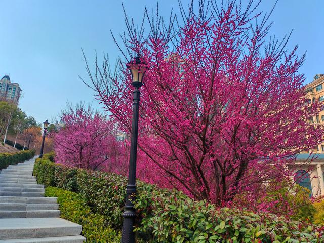 夷陵：“梅”景上线