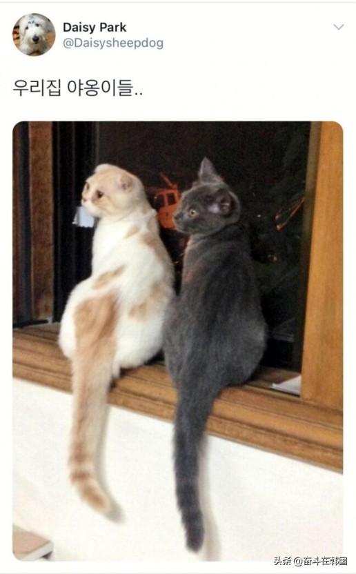 韩国热播剧男主演陷入弃养争议，带宠物上电视只为树立爱动物人设