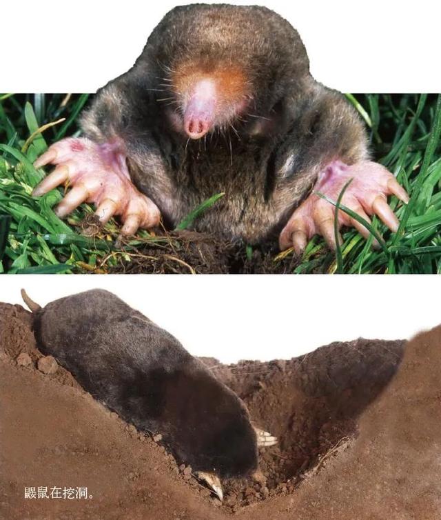 挖掘技术哪家强? 动物高手齐亮相