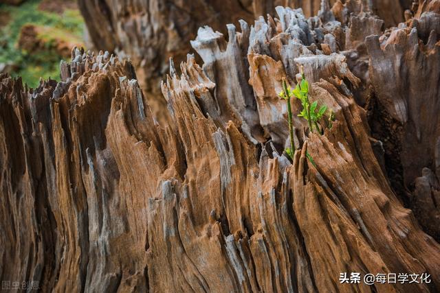 “家中现四喜，子孙出能人”，家中有这四大景象，子孙未来可期