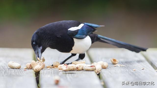 “家中现四喜，子孙出能人”，家中有这四大景象，子孙未来可期