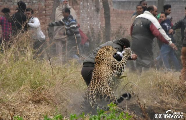 野豹潜入印度村庄 袭击村民