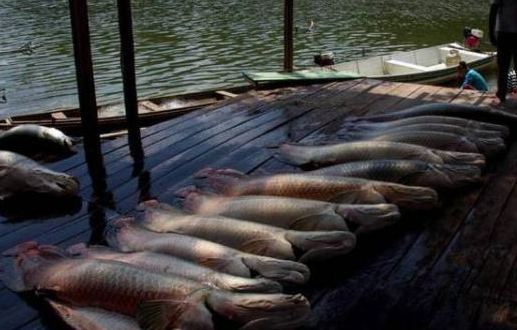 这可能是世界上最大胆的淡水鱼了,不仅不怕人类还爱围观人类